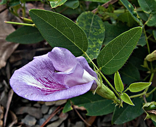 butterpea
